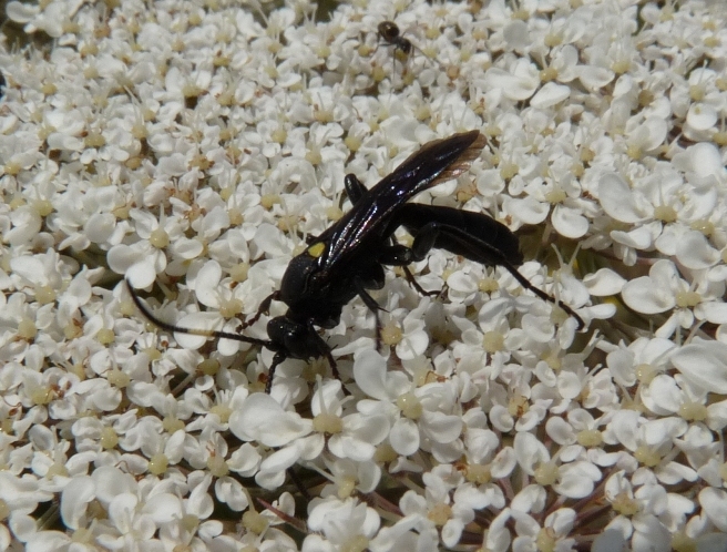 Imenottero nero: Ichneumonidae forse Ichneumoninae